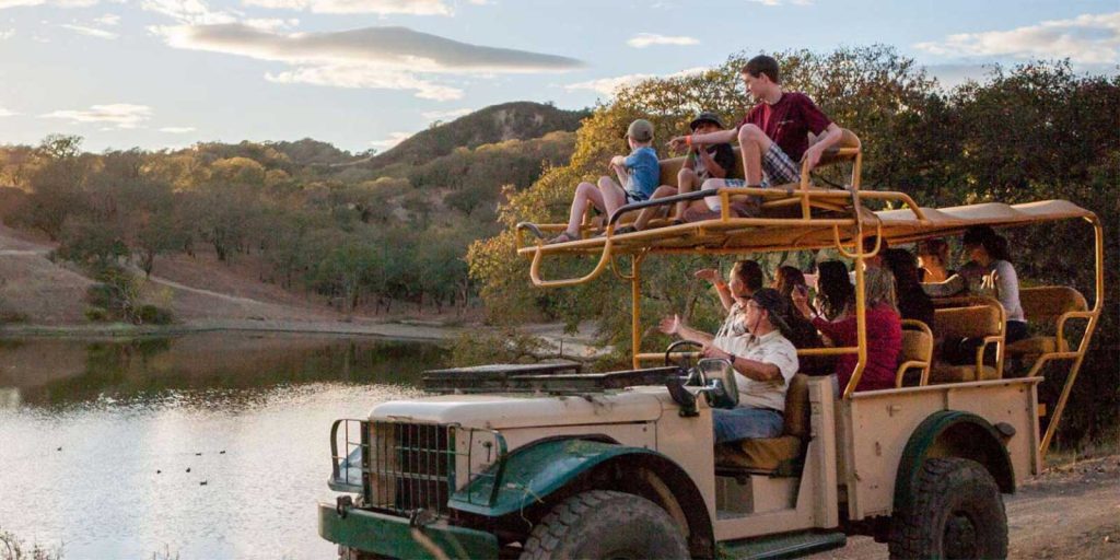Safari Tours