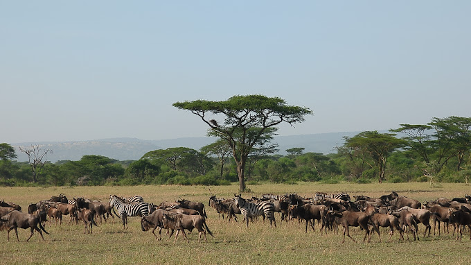 Serengeti National Park, Tanzania