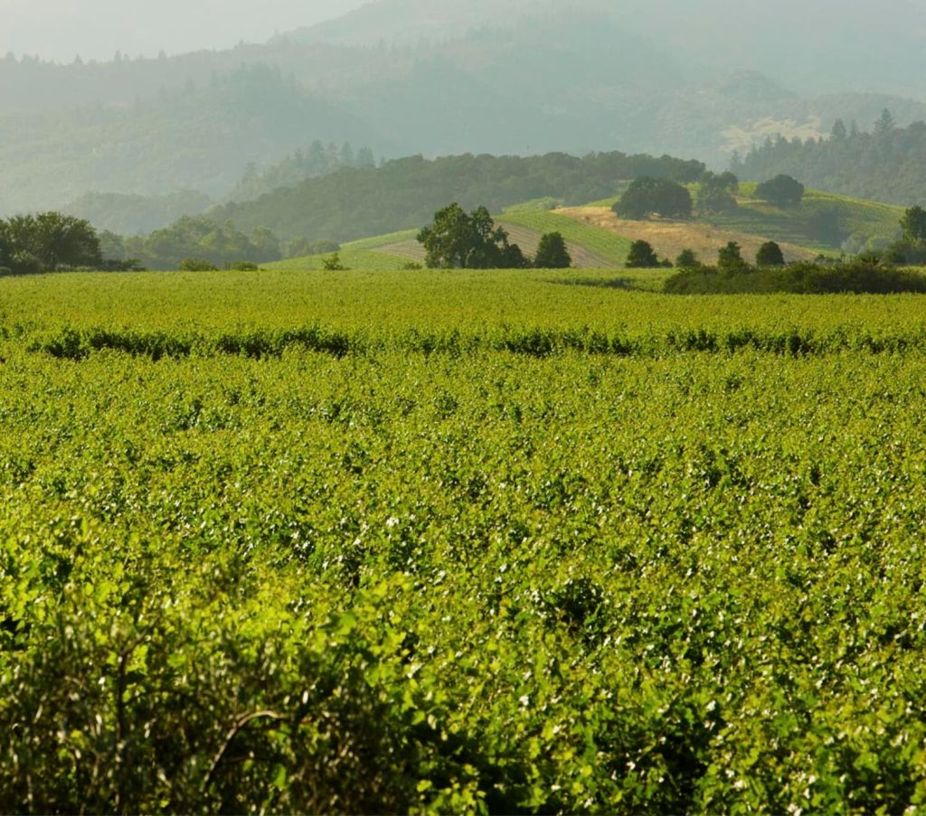 Gargiulo Vineyards