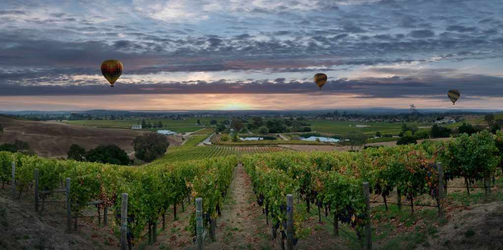 Padis Vineyards
