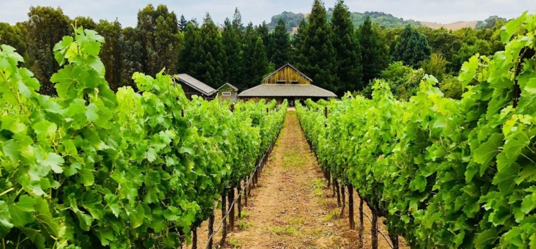 best unknown wineries in Napa: Reid Family Vineyards Napa