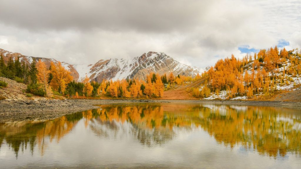 alpine lake at fall with golden foliage and snow capped mountains in background