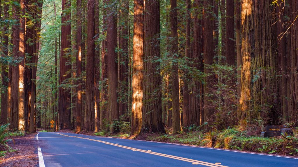 avenue of the giants road trip with towering redwoods along the roadway