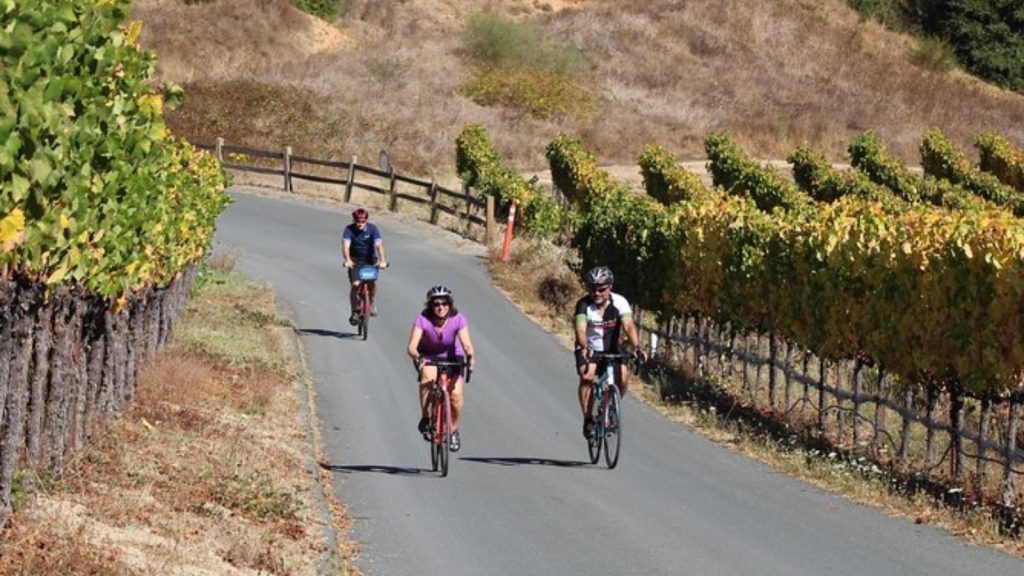 Three cyclists wearing helmets riding along a paved bike trail in the Carneros Region surrounded by vineyard rows and golden autumn foliage with rolling hills and wooden fence in the background.
