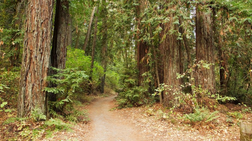 Peaceful hiking path along the Redwood Trail at Napa Valley State Park winding through towering redwood trees with their distinctive reddish bark, surrounded by green ferns and forest understory creating a serene woodland experience.