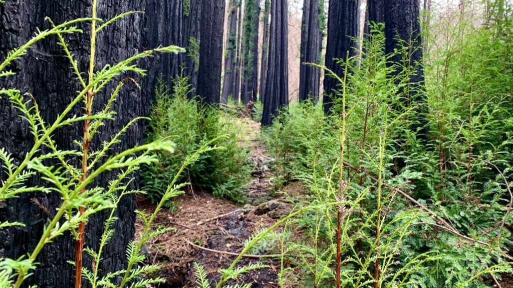 Forest regeneration along the Ritchey Canyon Trail at Napa Valley State Park showing fire-scarred redwood trees with blackened bark surrounded by lush green ferns and new growth creating a path through the recovering woodland ecosystem.
