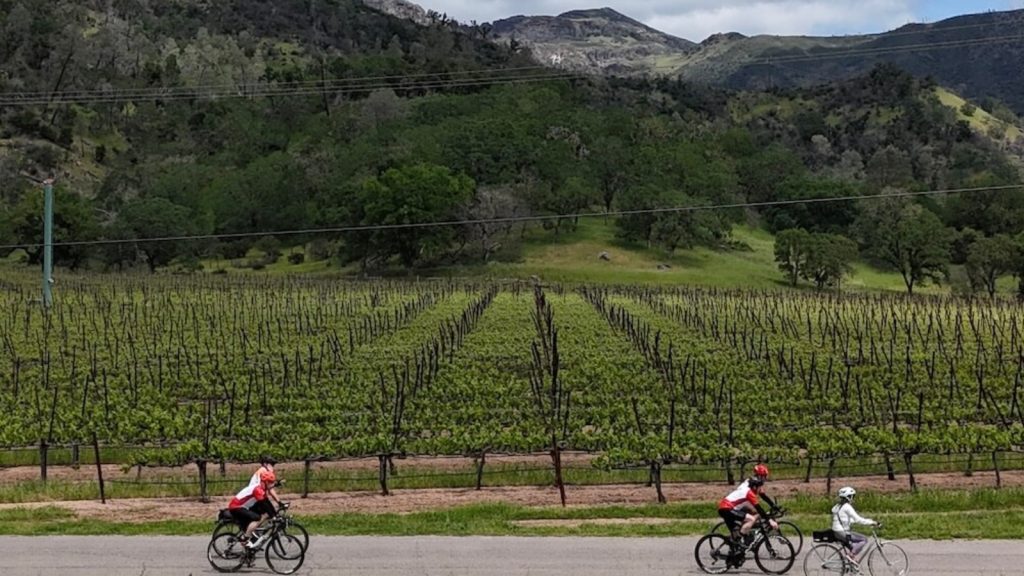 Three cyclists in red jerseys riding along the St. Helena to Calistoga Route bike trail with orderly vineyard rows on one side and rolling hills covered in green vegetation under a cloudy sky.