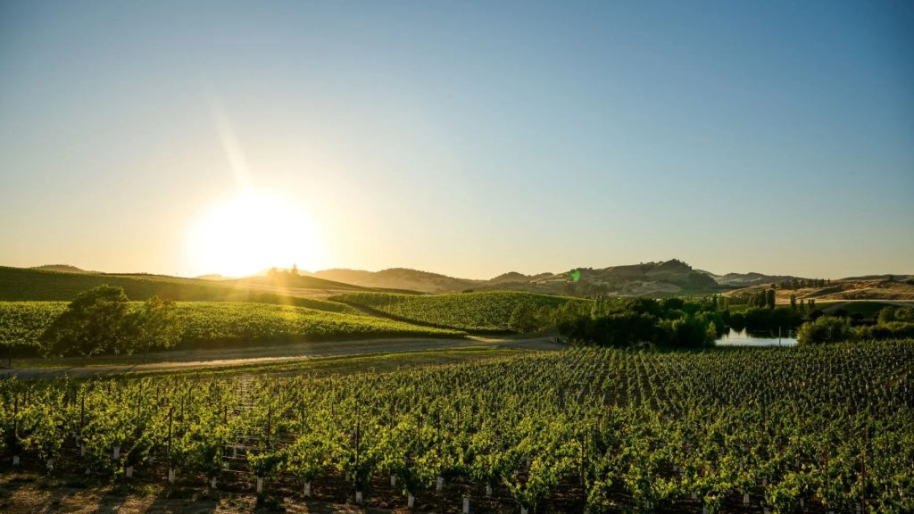 Sunset over lush green vineyard rows in Carneros Hills with rolling hillsides, small pond, and clear blue sky creating scenic wine country landscape in Napa Valley.