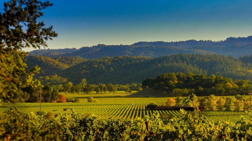 Panoramic view from Silverado Trail Overlooks showing neat vineyard rows in foreground with lush green valley and forested mountain ridges under clear blue sky in Napa Valley wine country.