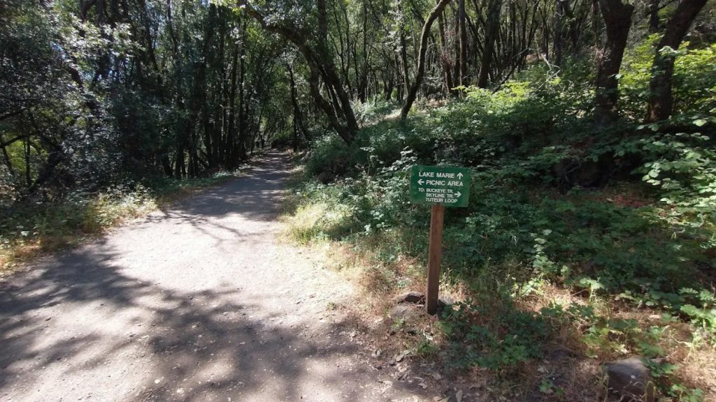 Shaded dirt trail at Skyline Wilderness Park with green directional sign pointing to Lake Marie, picnic area, and multiple hiking trails including Buckeye Trail and Skyline Trail through dense woodland canopy.