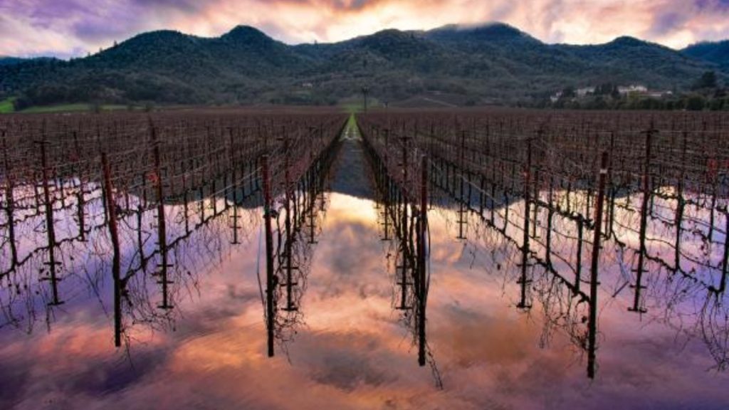 Indian Springs Calistoga region showcases flooded vineyard rows reflecting a dramatic purple and orange sunset sky with mountain peaks in the background.