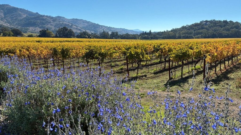Silverado Trail vineyard landscape with golden autumn vines, purple wildflowers, and mountain backdrop under clear blue sky