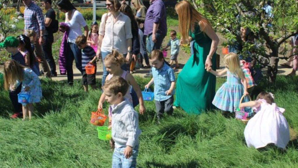 Farmstead Annual Egg Hunt at Farmstead at Long Meadow Ranch with families and children holding colorful baskets searching grass among grapevines