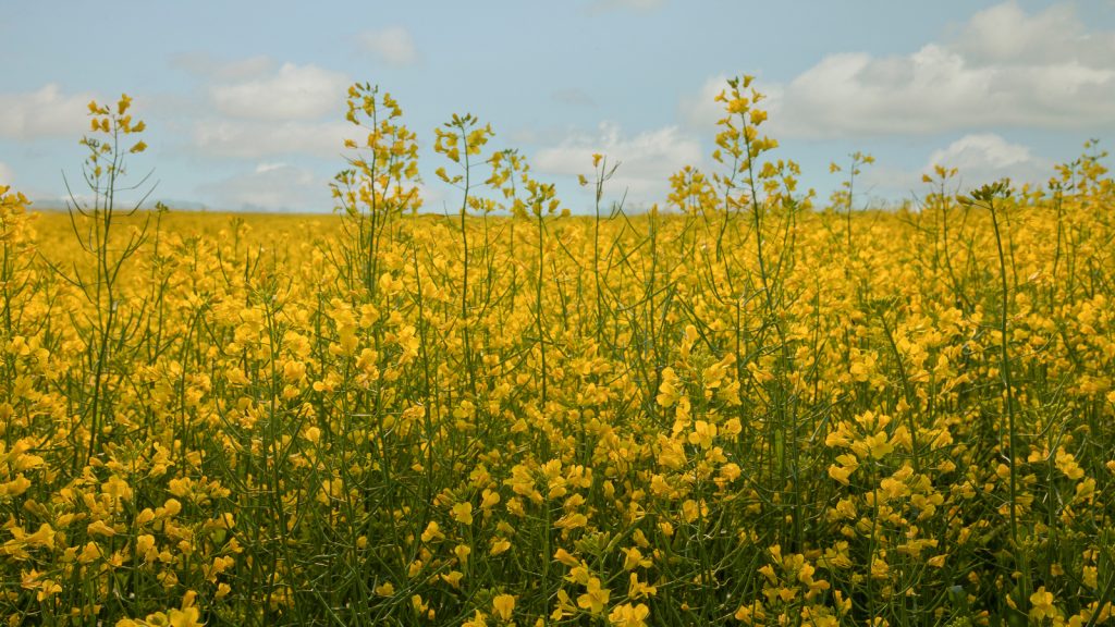 napa valley mustard in bloom
