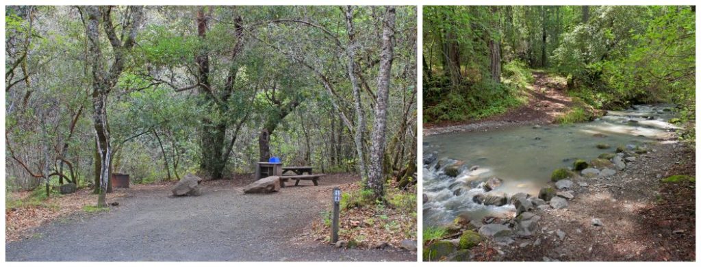 Camping in Napa Valley surrounded by redwoods