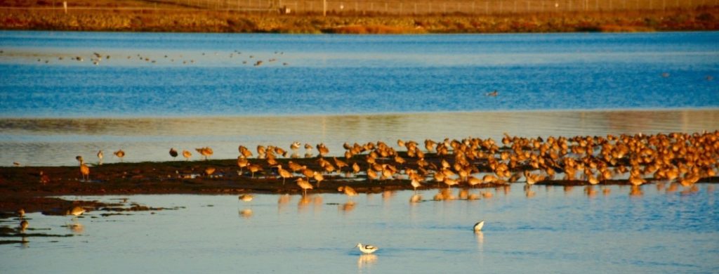 Springtime wetlands near Napa Valley with birds gathered along the shoreline