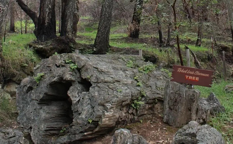 Ancient petrified redwood tree in Calistoga forest trail