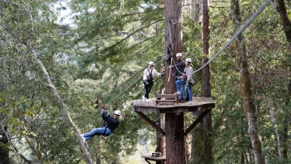 People ziplining through redwood trees in Sonoma County forest