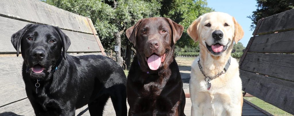 Friendly winery dogs at Larson Family Winery in Sonoma during a day trip from San Francisco