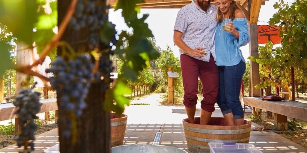 Napa in August - Grape Stomping: a couple stands together in a wooden barrel doing a traditional grape stomp at a winery surrounded by grapevines.