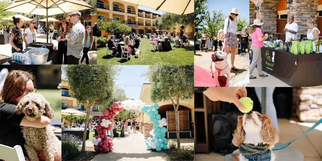 Napa in August - Wag, Wine & Dine: a vibrant outdoor festival featuring dogs and their owners enjoying food, wine, and socializing in a sunlit courtyard with colorful balloon decorations.