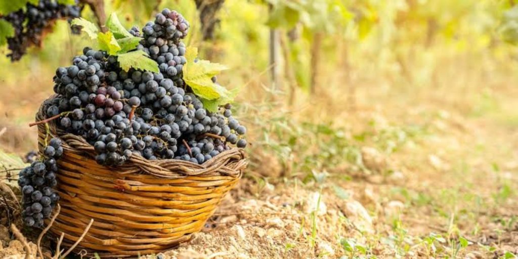 Napa Valley grape harvest: a wicker basket overflowing with freshly harvested dark purple grapes sits in a vineyard ready for collection.