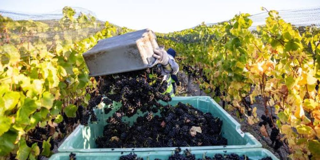 Napa Valley grape harvest: close-up of ripe dark blue grape bunches hanging from vines with colorful fall foliage and green leaves in a vineyard.