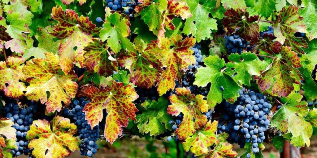 Napa Valley grape harvest: a worker dumps freshly picked black grapes into a large collection bin during harvest operations in a vineyard.