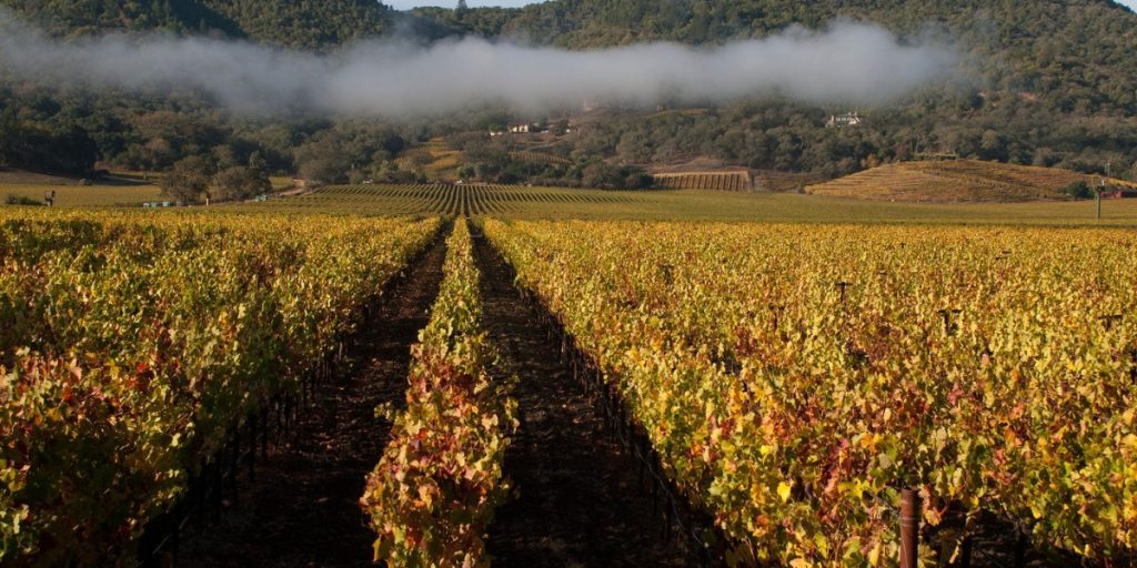 Napa weather in September displaying golden autumn vineyard rows with changing foliage, misty valley fog, and scattered winery buildings nestled in rolling hills during harvest season.